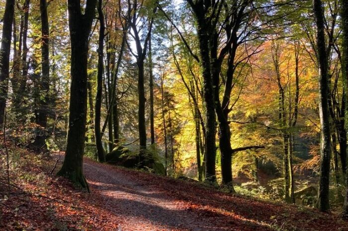 Chemin de forêt aux couleurs automnale