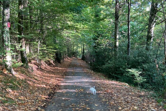 Chemin de randonnée enfeuillé