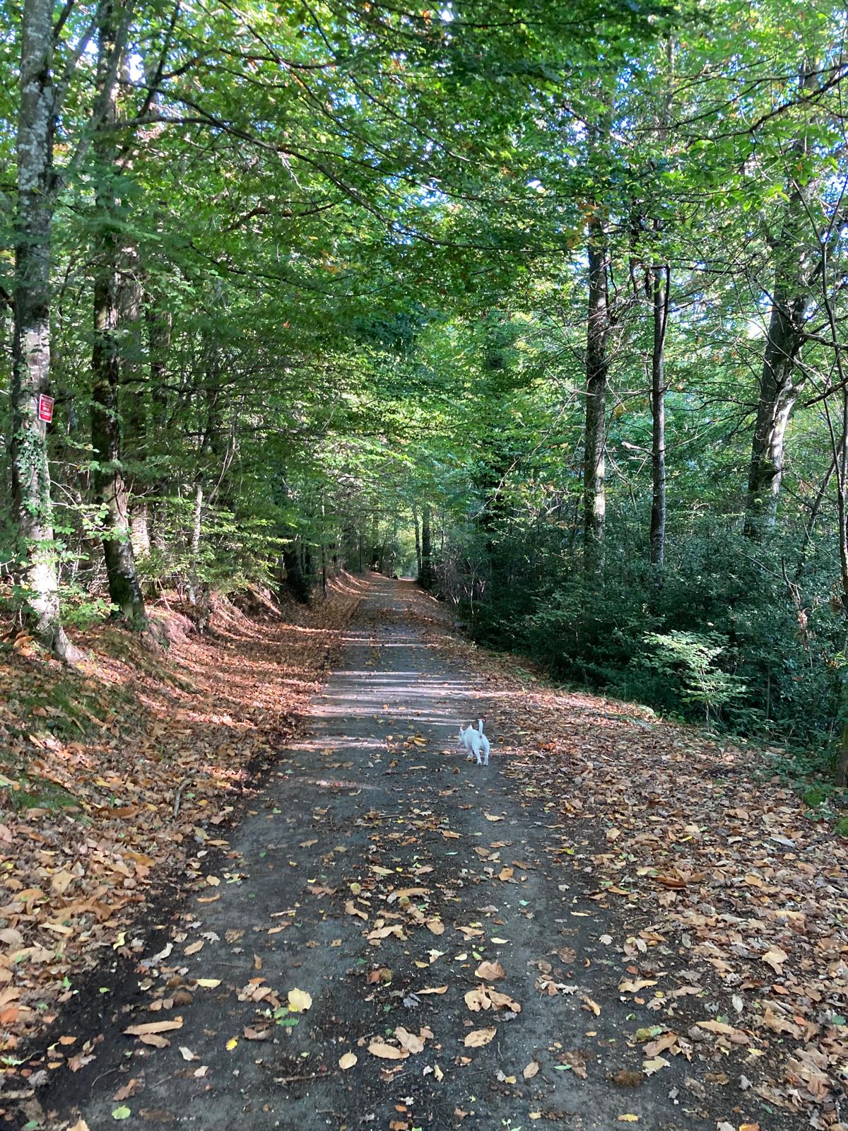 Chemin de randonnée enfeuillé