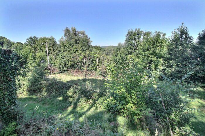 Forêt de Massi verdoyante