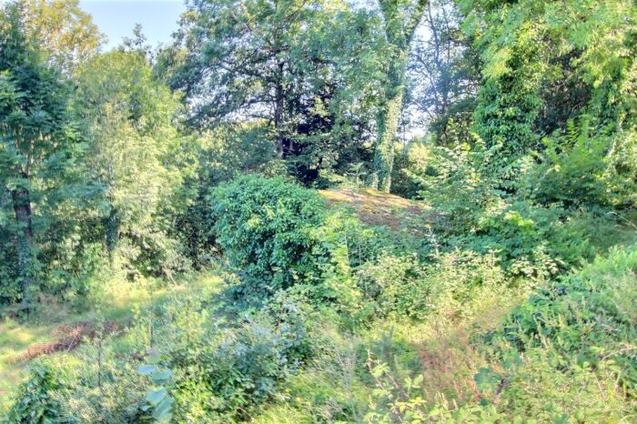 Forêt de Massi verdoyante